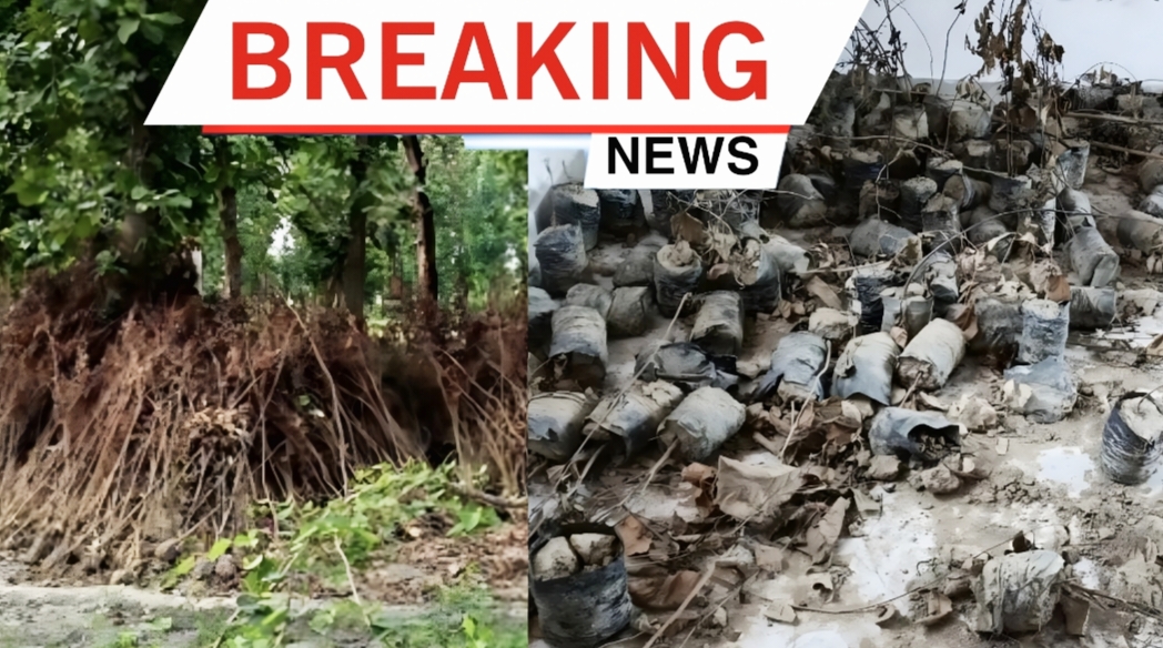 Khanpur Hussainabad Plantation Scam